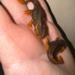Himalayan Crocodile Newt CB Babies (Tylototriton verrucosus)