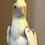 Cockatiel handfed babies