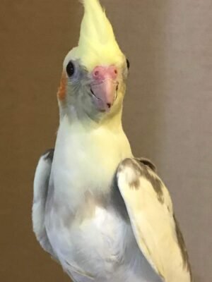 Cockatiel  handfed babies