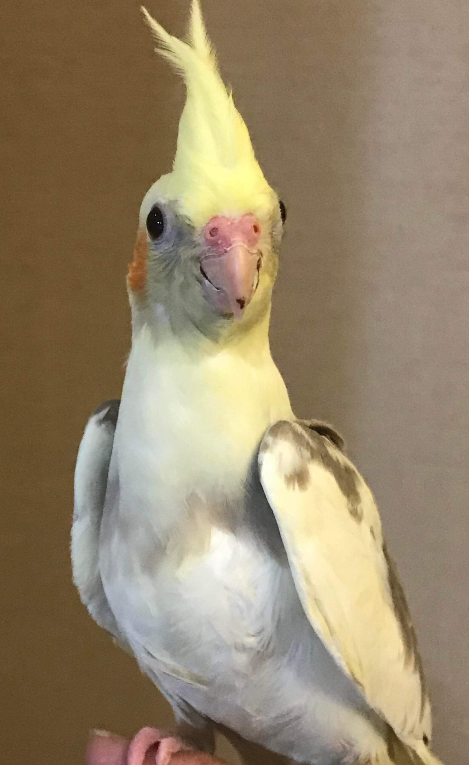 Cockatiel handfed babies