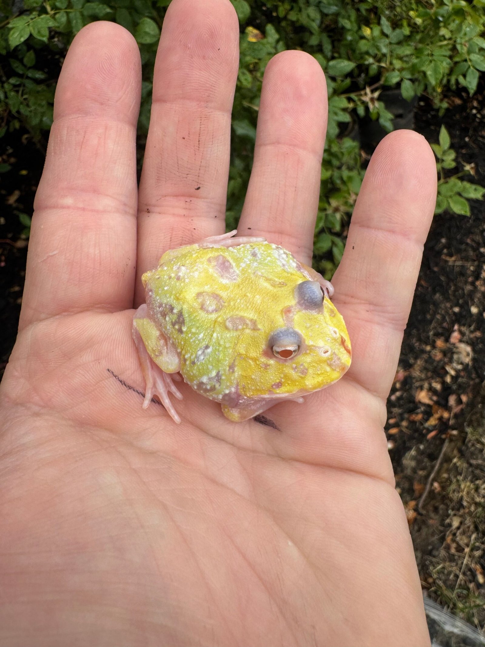 Mutant Pacman Frog #1 (Ceratophrys cranwelli) - Image 2