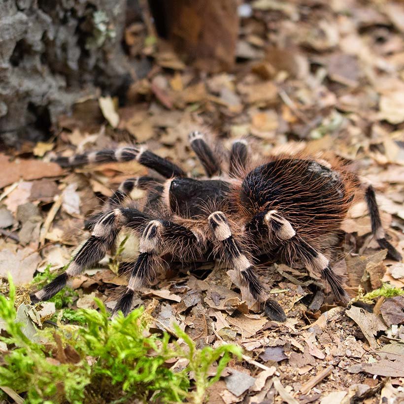 Phidippus bidentatus “Maya” - Image 27