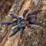 Amazonius burgessi