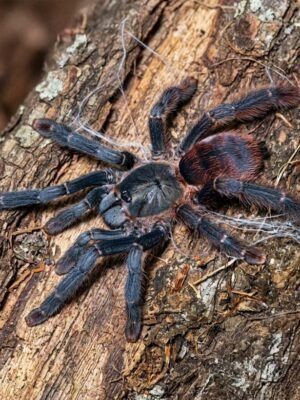Amazonius burgessi