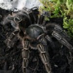 Aphonopelma seemanni