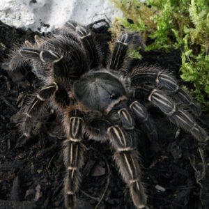 Aphonopelma seemanni