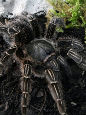 Aphonopelma seemanni