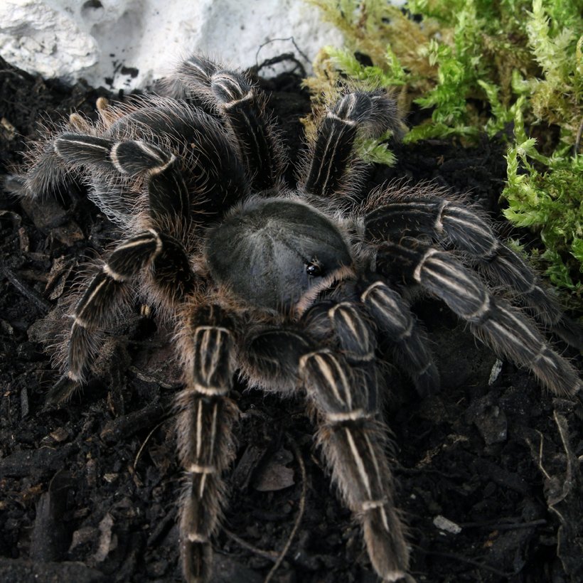 Phidippus regius “Bahamas Andros” - Image 11