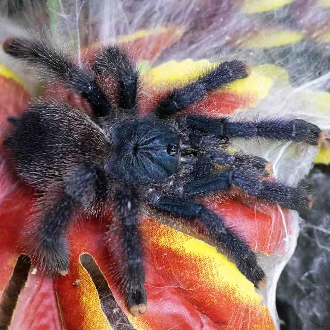 Monocentropus balfouri “Blue Yemen tarantula” - Image 17