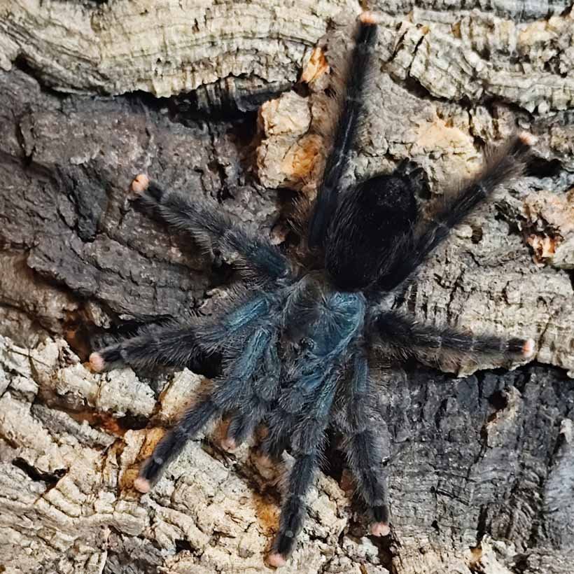 Monocentropus balfouri “Blue Yemen tarantula” - Image 18