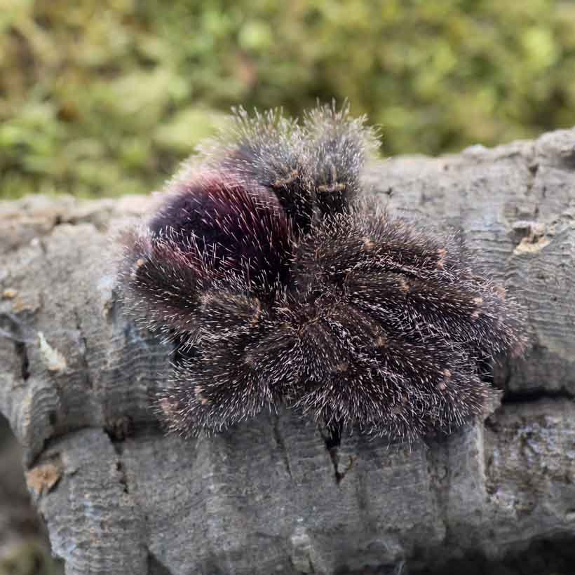 Phidippus bidentatus “Maya” - Image 30