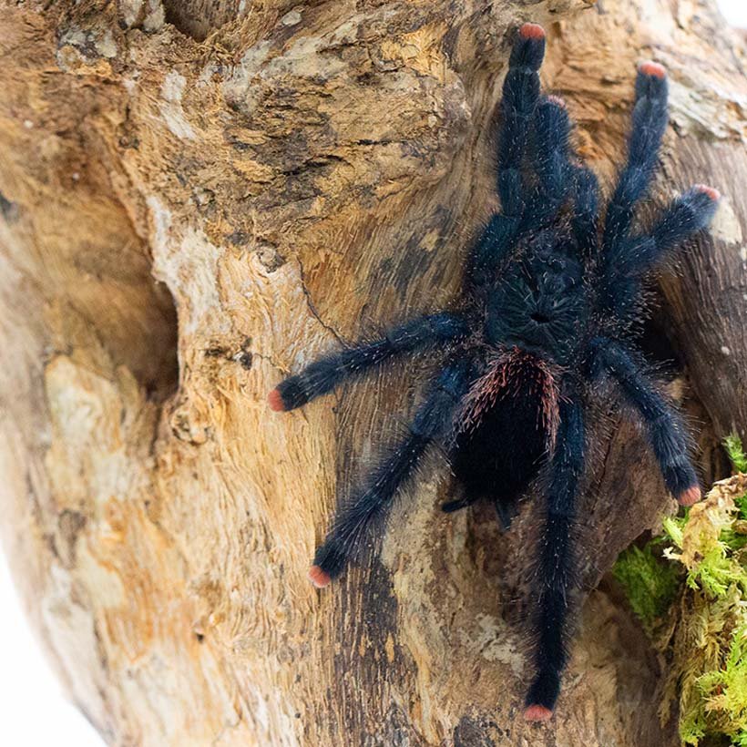 Monocentropus balfouri “Blue Yemen tarantula” - Image 20