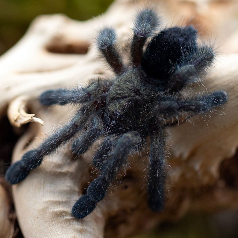 Phidippus bidentatus “Maya” - Image 31