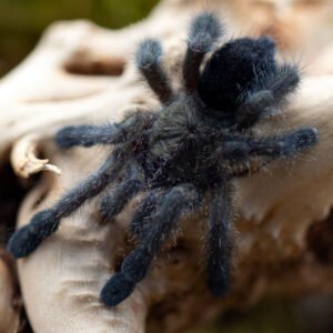 Avicularia purpurea