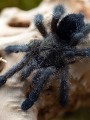 Avicularia purpurea