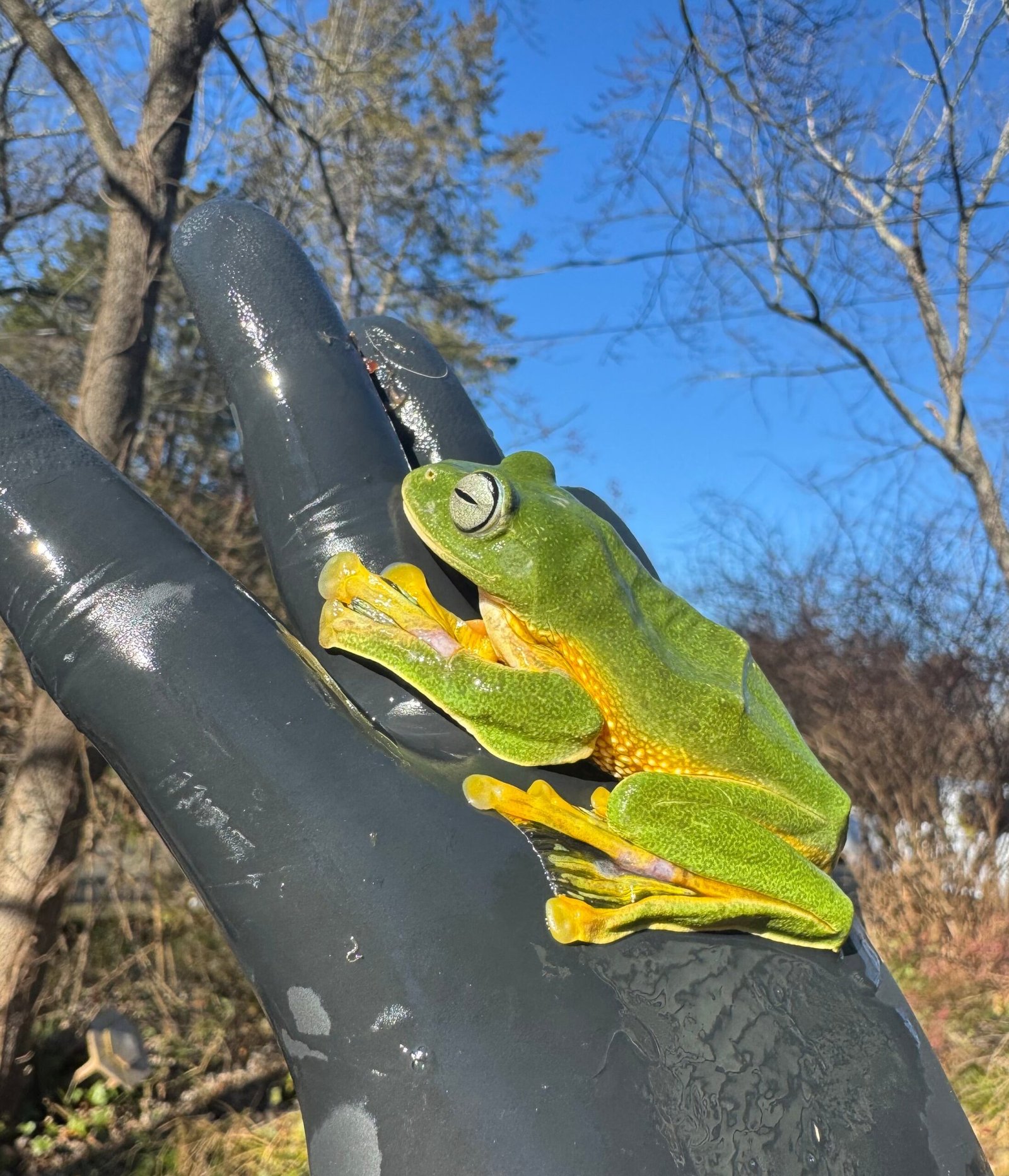 Black Webbed Flying Frog (Rhacophorus rheinwardti) - Image 2