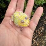Mutant Pacman Frog #1 (Ceratophrys cranwelli)