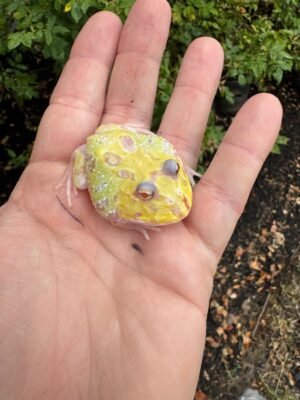 Mutant  Pacman Frog #1 (Ceratophrys cranwelli)