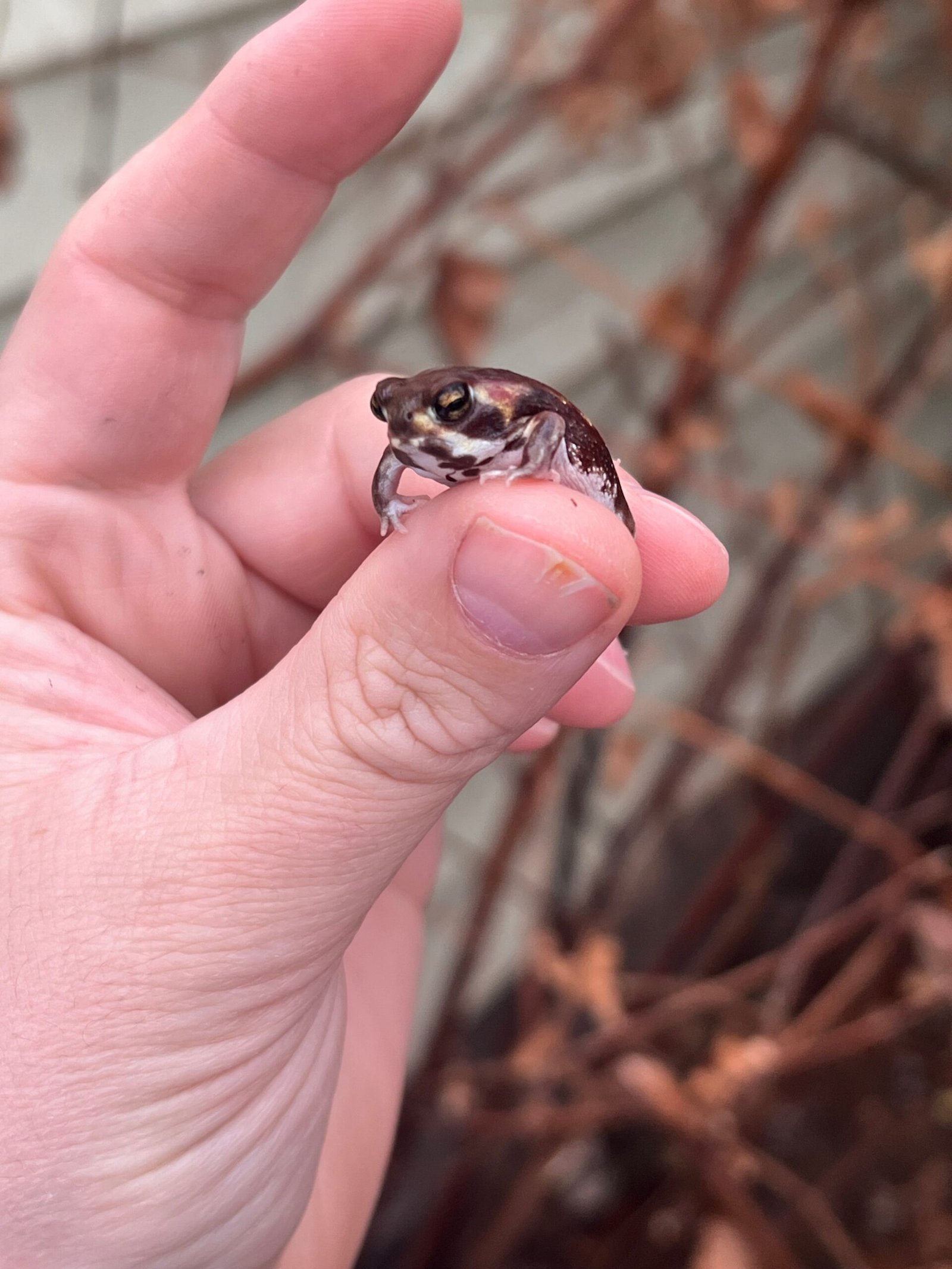 Mozambique Rain Frogs (Breviceps adspersus) - Image 6