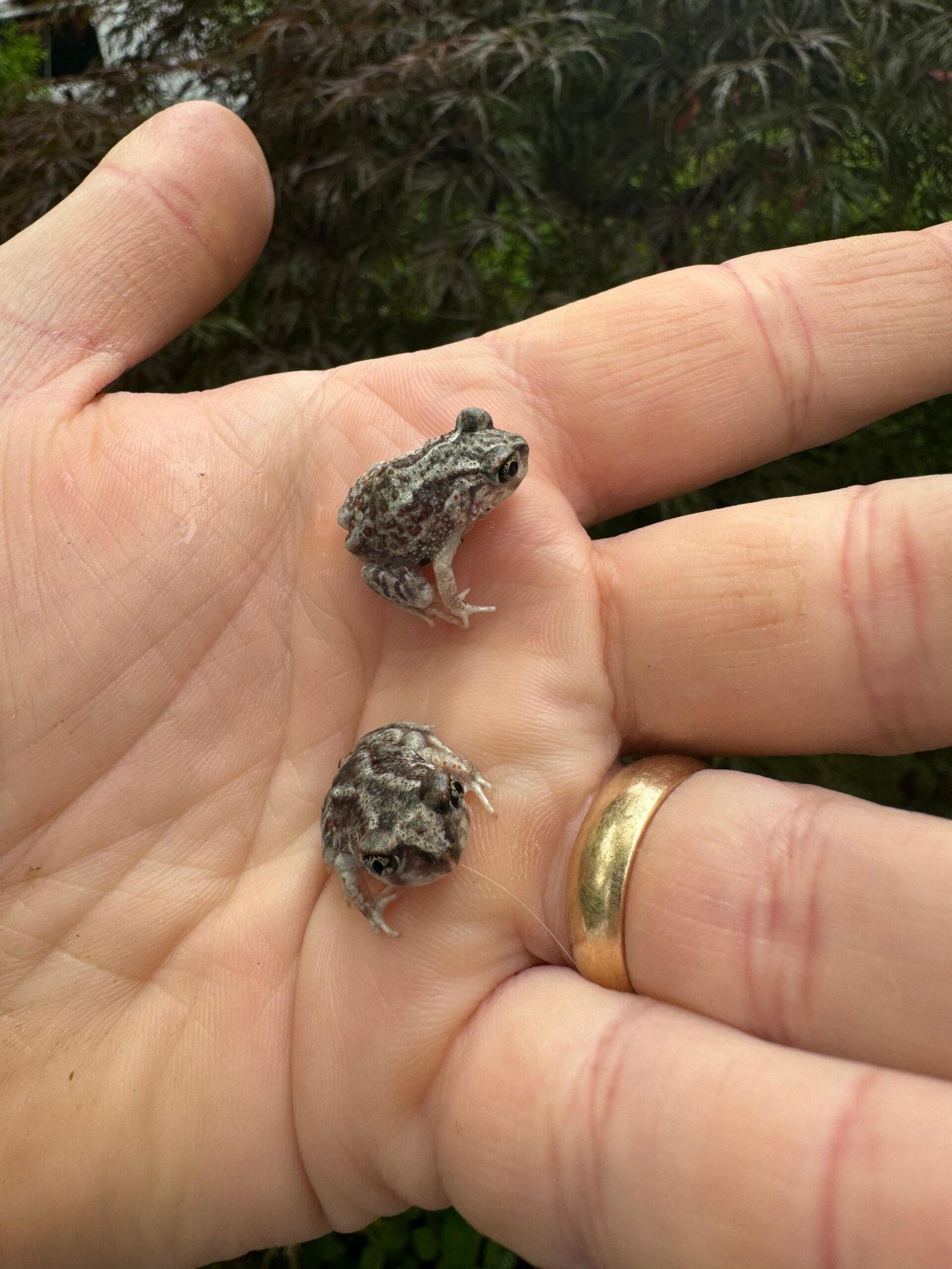 Eastern Spadefoot Toad CB Babies (Scaphiopus holbrookii) - Image 2