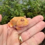 Mutant Pacman Frog #4 (Ceratophrys cranwelli)