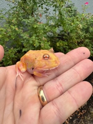 Mutant  Pacman Frog #4 (Ceratophrys cranwelli)