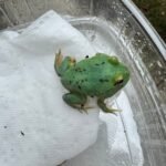 Radiant Blue Pacman Frog (Ceratophrys cranwelli)