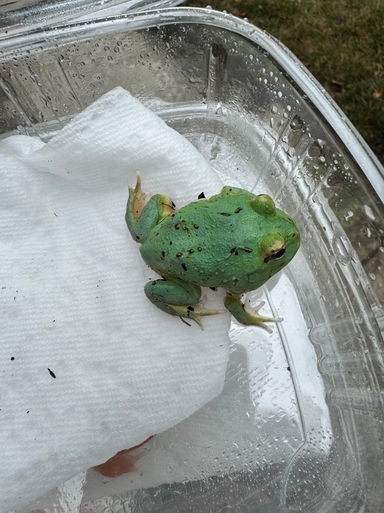 Radiant Blue Pacman Frog (Ceratophrys cranwelli)