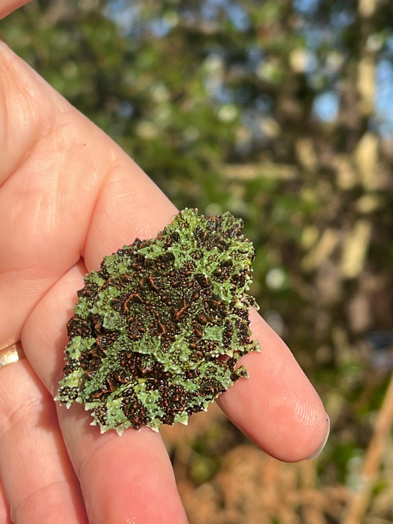 Vietnamese Mossy Tree Frog (Theloderma corticale) - Image 2