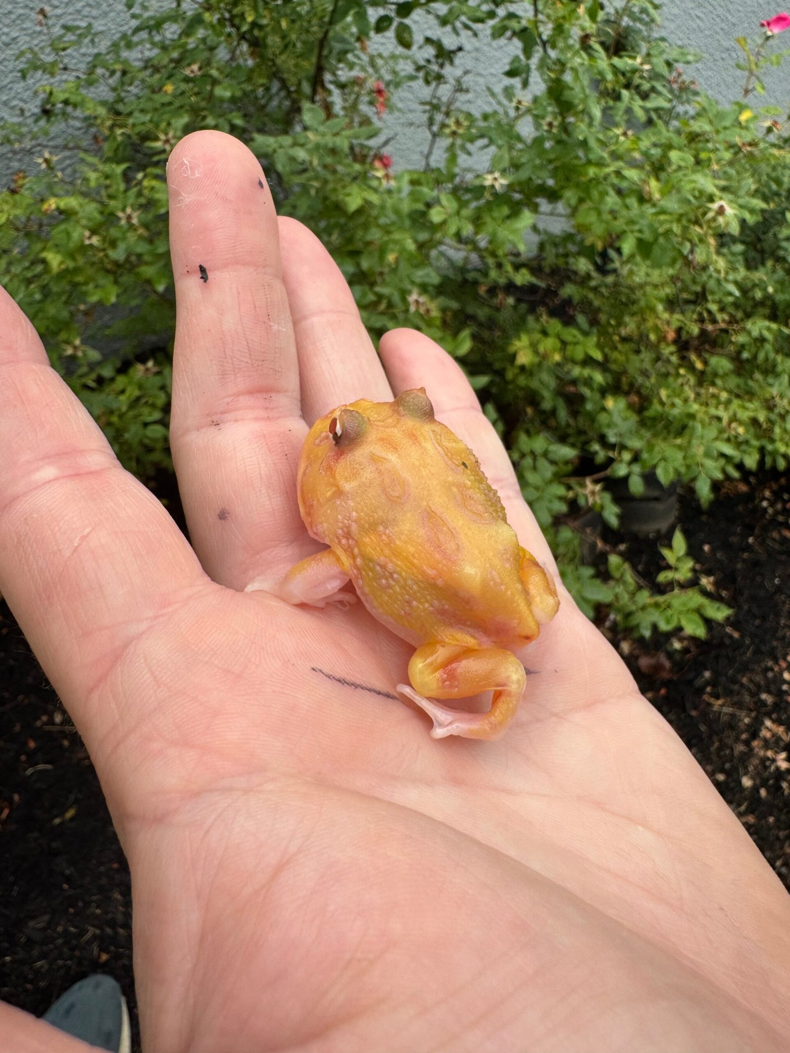 Mutant Pacman Frog #4 (Ceratophrys cranwelli) - Image 6