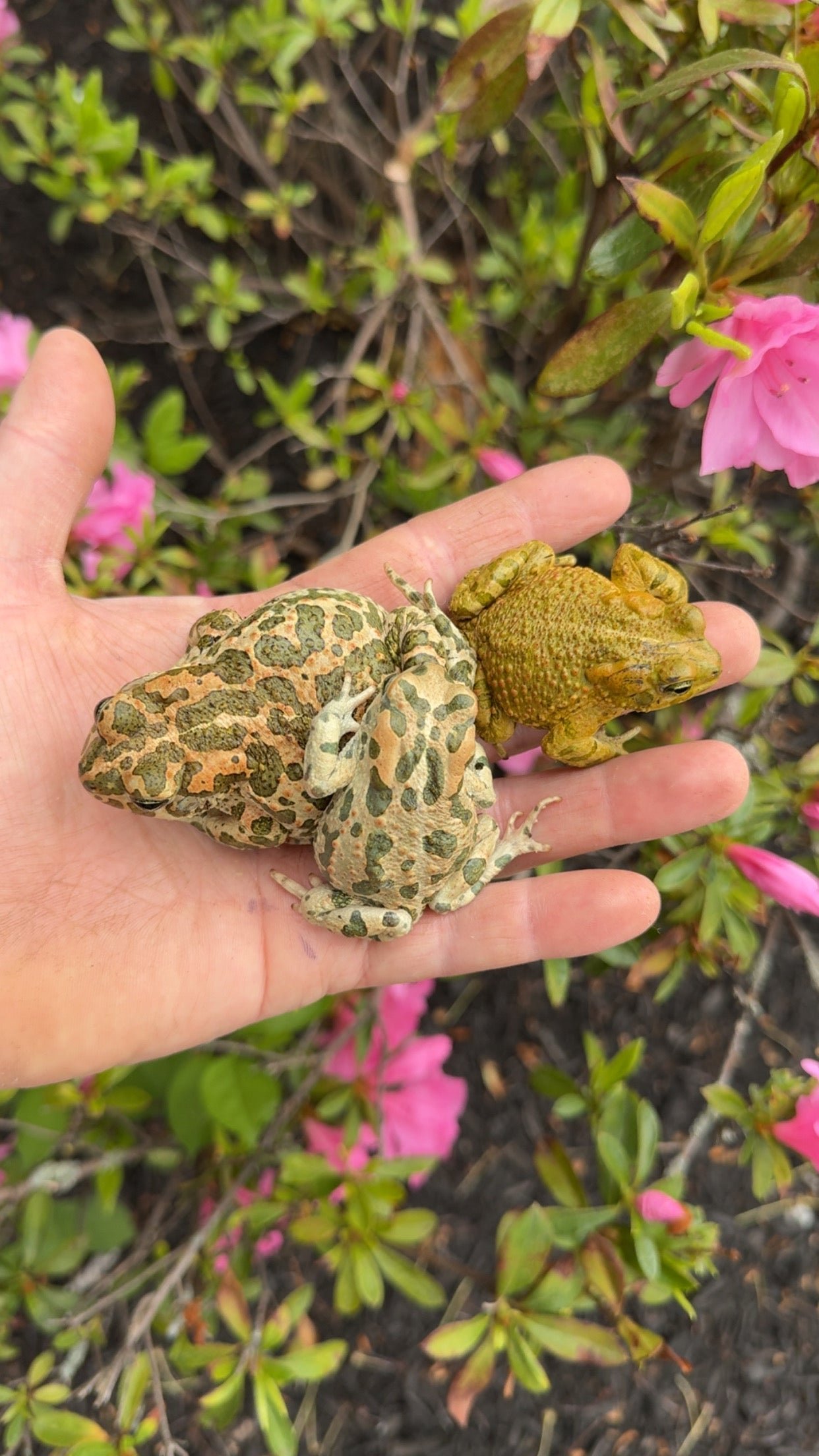 Egyptian Giant Green Toads (Sclerophrys regularis) - Image 4