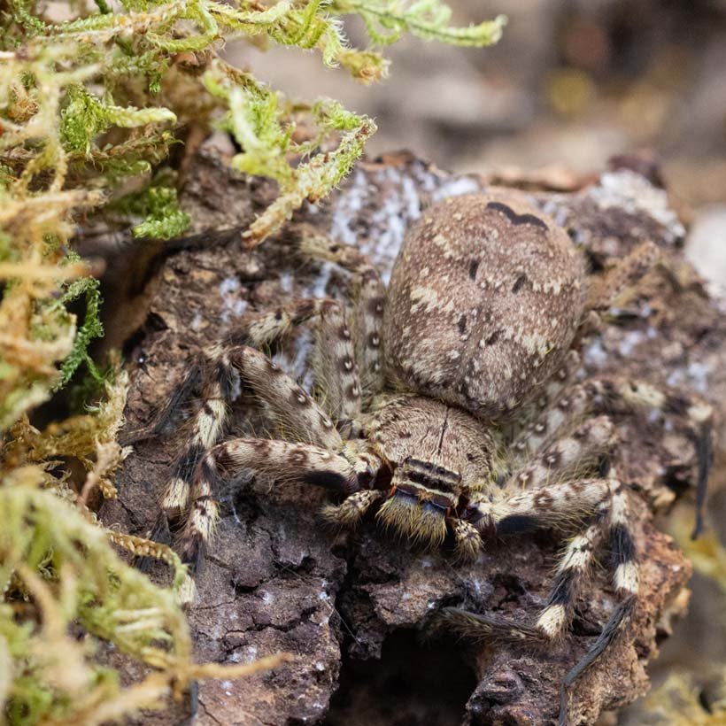 Phidippus regius “dos Gardenas” - Image 26
