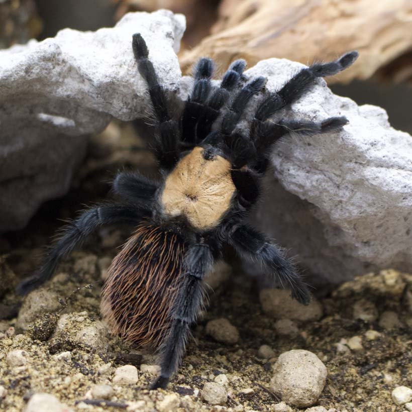 Phidippus regius “dos Gardenas” - Image 27
