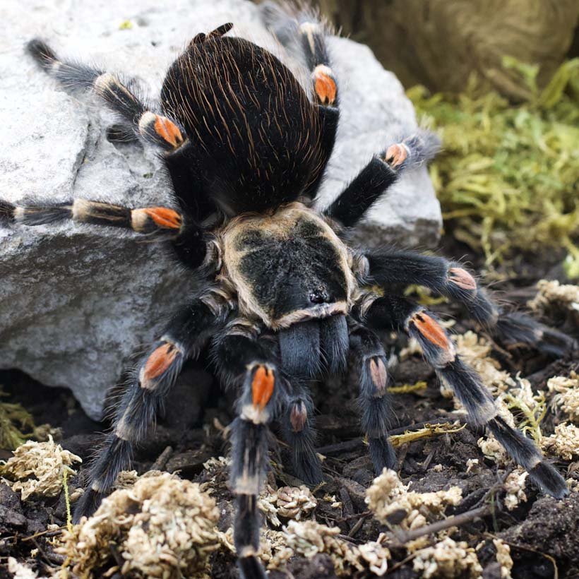 Phidippus regius “Ocala” - Image 27