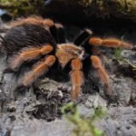 Brachypelma boehmei
