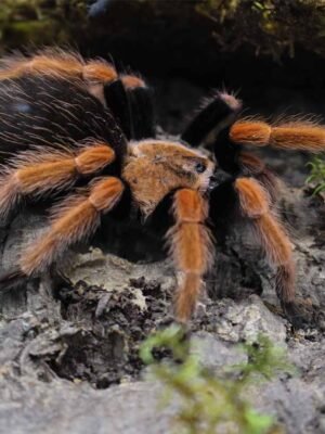 Brachypelma boehmei