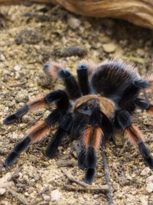 Brachypelma emilia