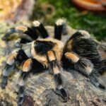 Brachypelma hamorii “Red-kneed tarantula”