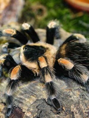 Brachypelma hamorii “Red-kneed tarantula”