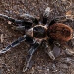 Tliltocatl vagans