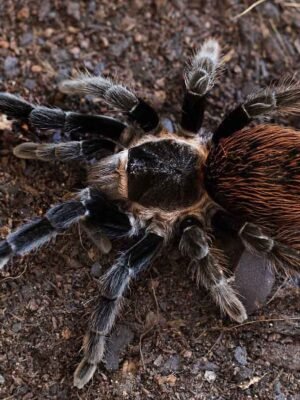 Tliltocatl vagans