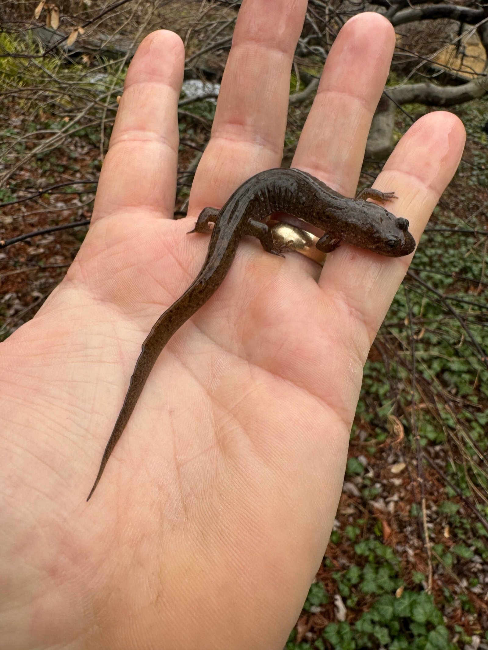 Seal Salamander (Desmognathus monticola) - Image 4