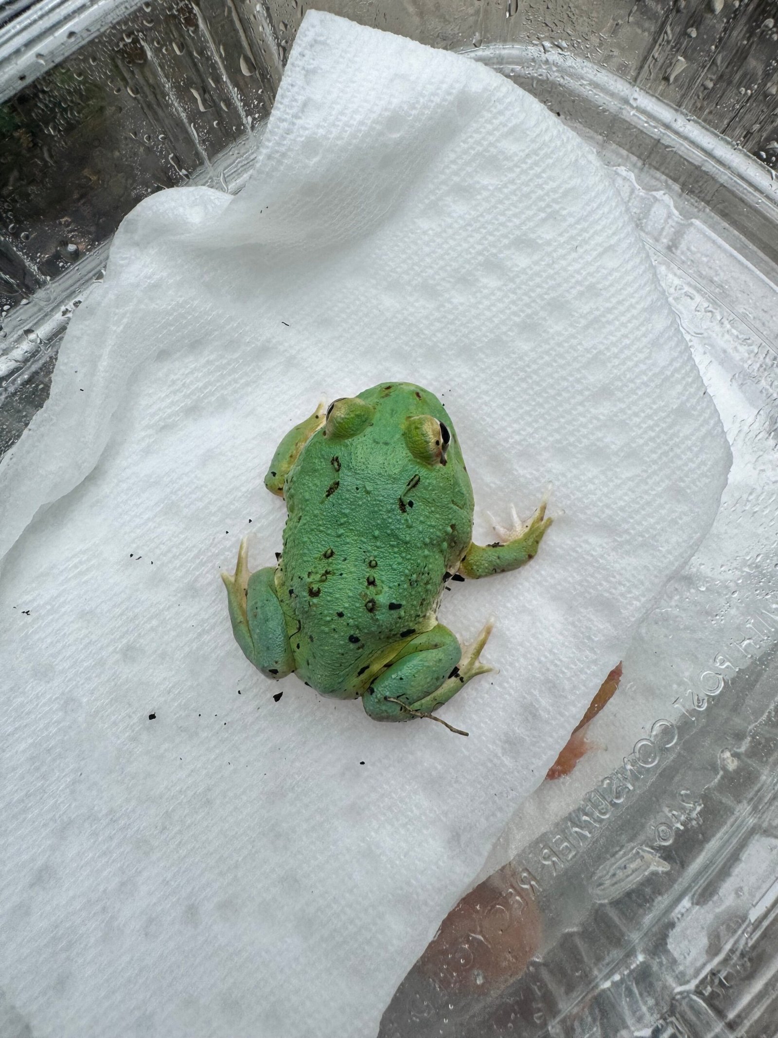 Radiant Blue Pacman Frog (Ceratophrys cranwelli) - Image 2
