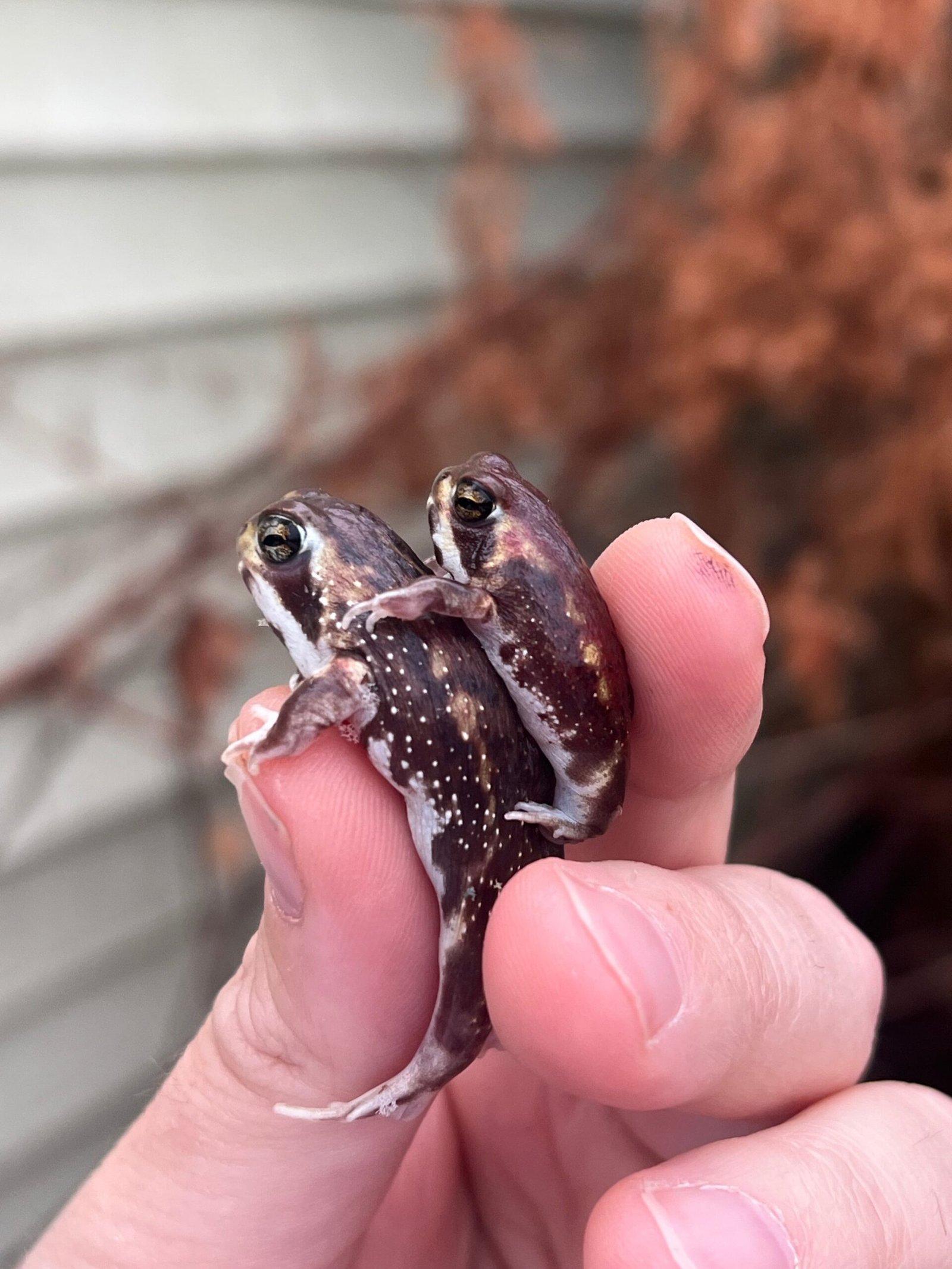 Mozambique Rain Frogs (Breviceps adspersus) - Image 9