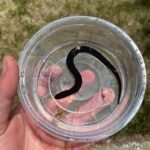 Two Toed Amphiuma CB Babies (Amphiuma means)