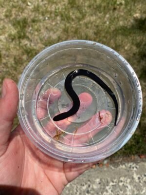 Two Toed Amphiuma CB Babies  (Amphiuma means)