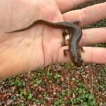 Seal Salamander (Desmognathus monticola)