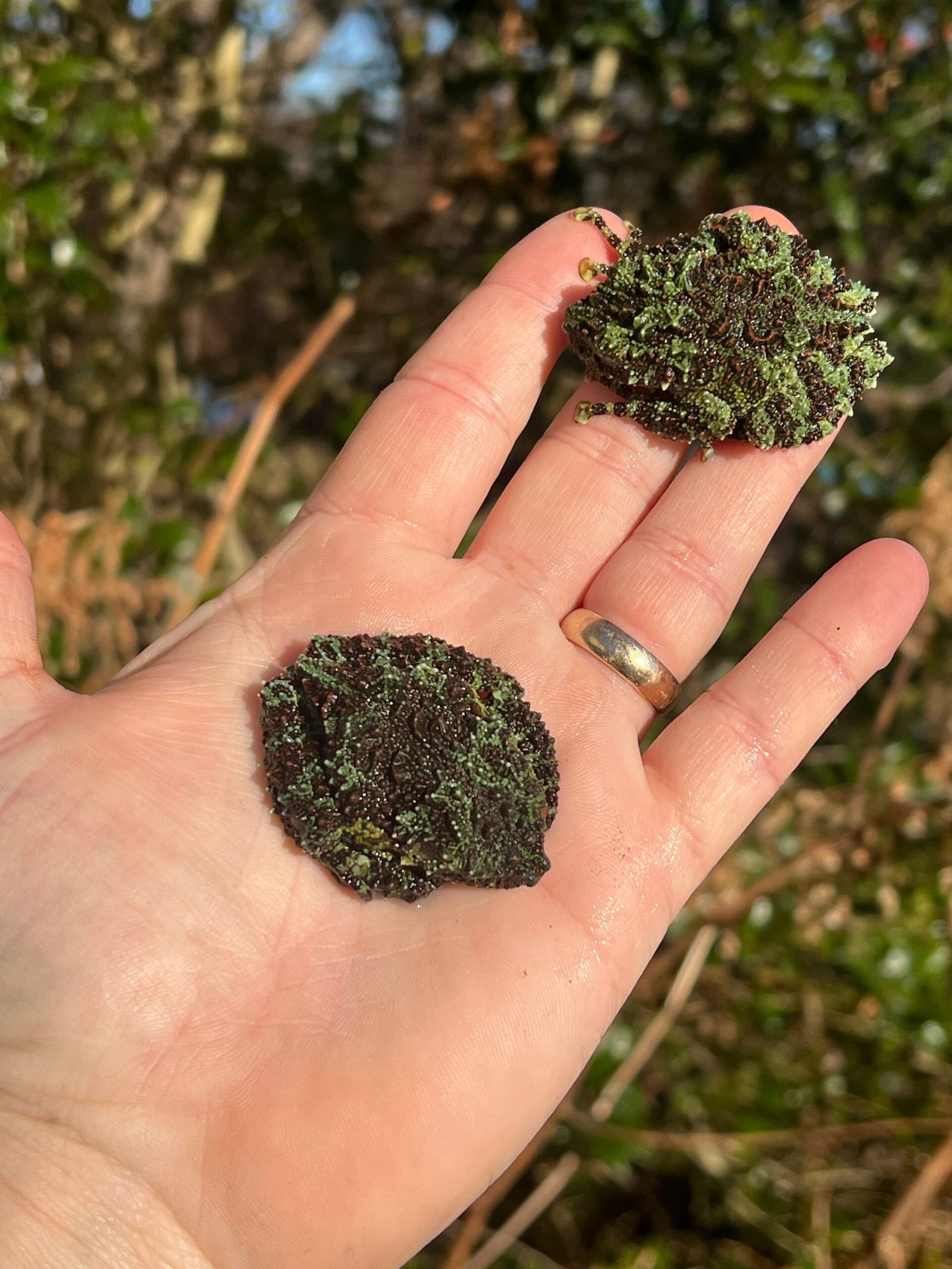 Vietnamese Mossy Tree Frog (Theloderma corticale) - Image 4