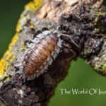 Oniscus asellus
