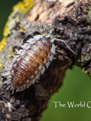 Oniscus asellus